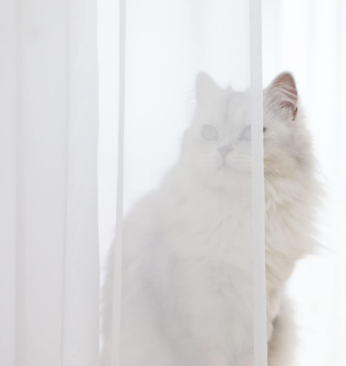 Window White Sheer Curtains 145 Inches Long 2 Panels Sheer Curtain Basic Rod Pocket Panel for Bedroom Children Living Room Yard Kitchen (White, 52" W x 145" L | 2 pcs)