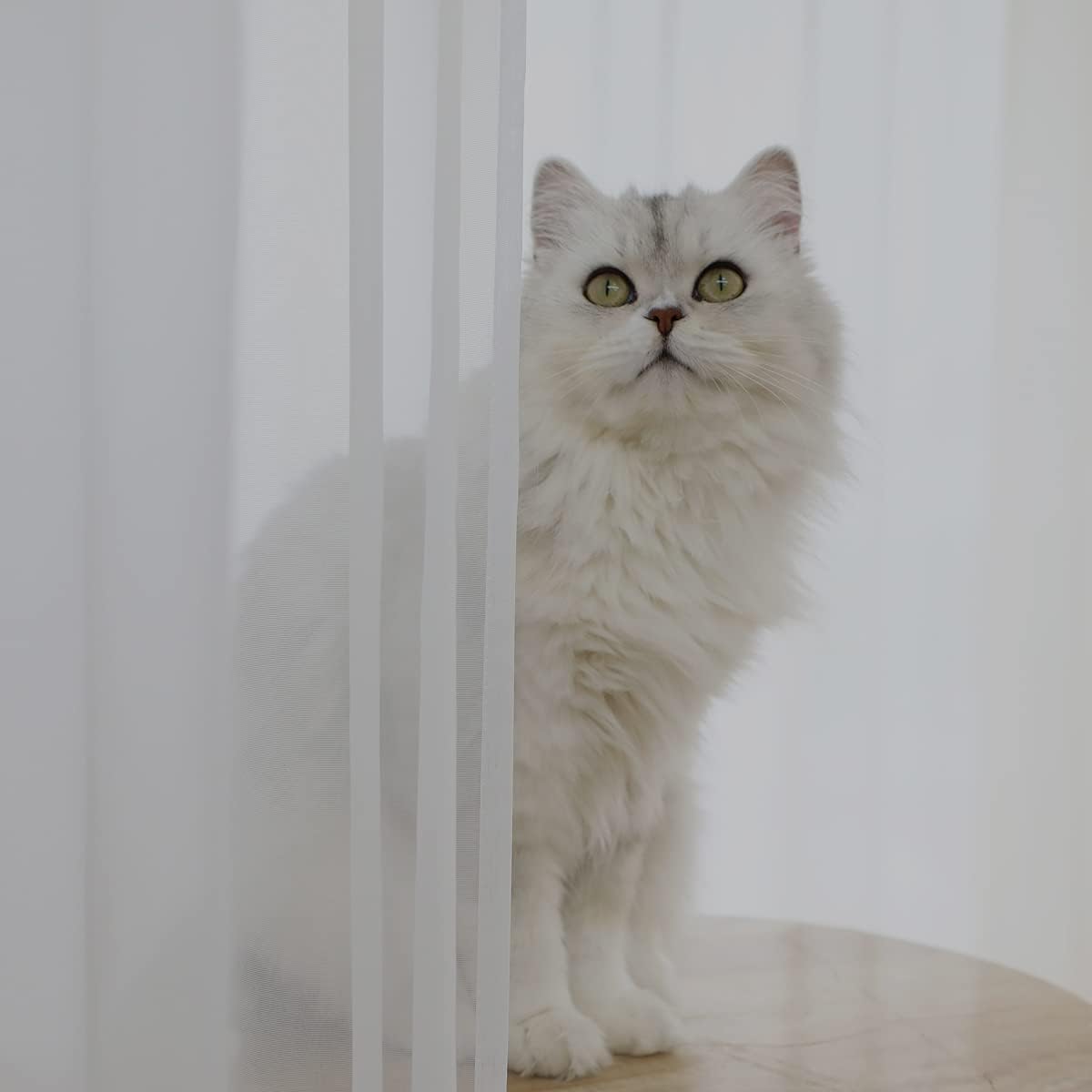 Window Ivory Sheer Curtains 60 Inches Width 72 Inches Long 2 Panels Sheer Curtains Clear Curtains Basic Rod Pocket Panel for Home/Living Room/Bedroom/Kids Room