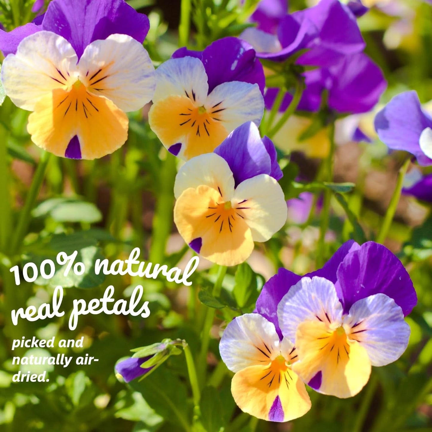 50 Pcs 8 Kinds Natural Dried Pressed Edible Flowers for Cake Topper Decorating - Mix Viola Tricolor for Cupcake Toppers, Cocktails, Resin Jewelry Making, DIY Art Crafts