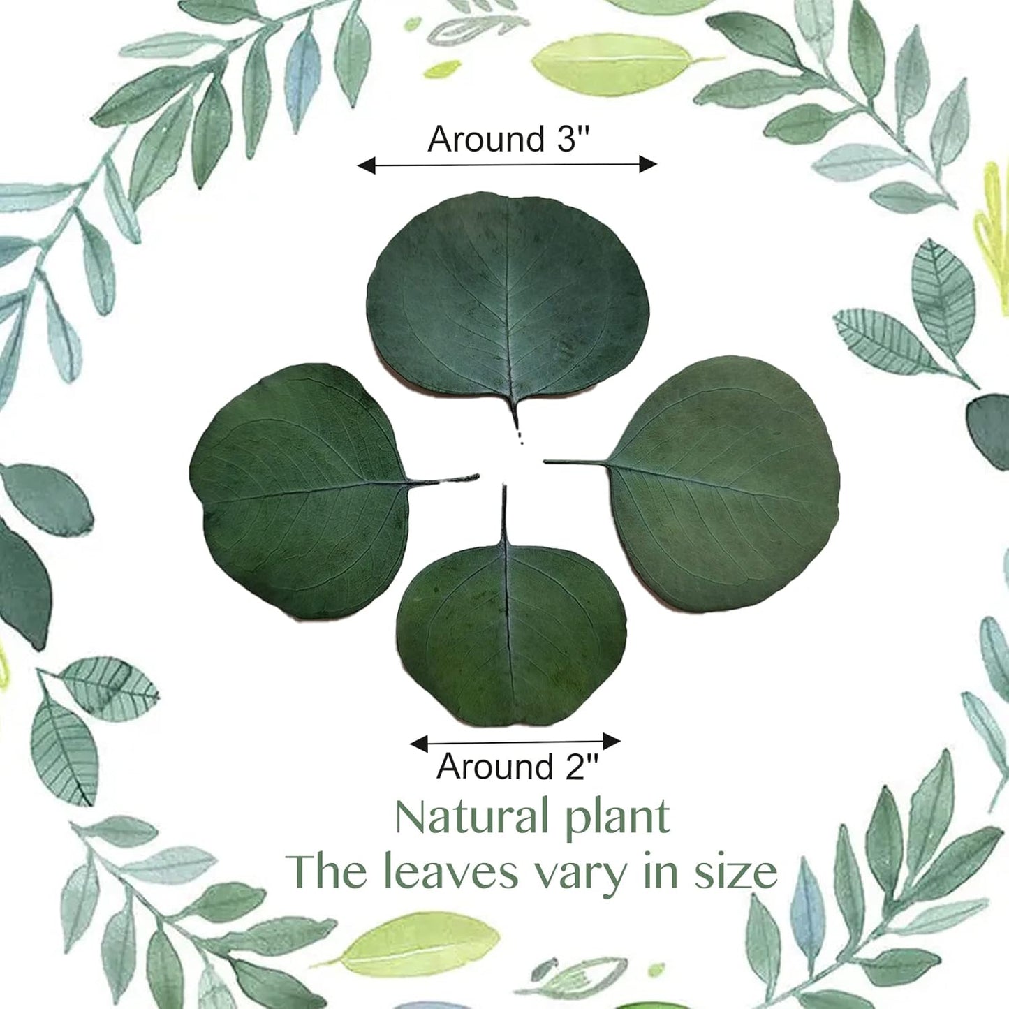 300+ Pcs Dried Real Eucalyptus Leaves, Rustic Boho Wedding Table Decor, 100% Natural Preserved Silver Dollar Eucalyptus Decor Green Leaves, Biodegradable Confetti for Weeding, DIY, Baby Shower, Cake1