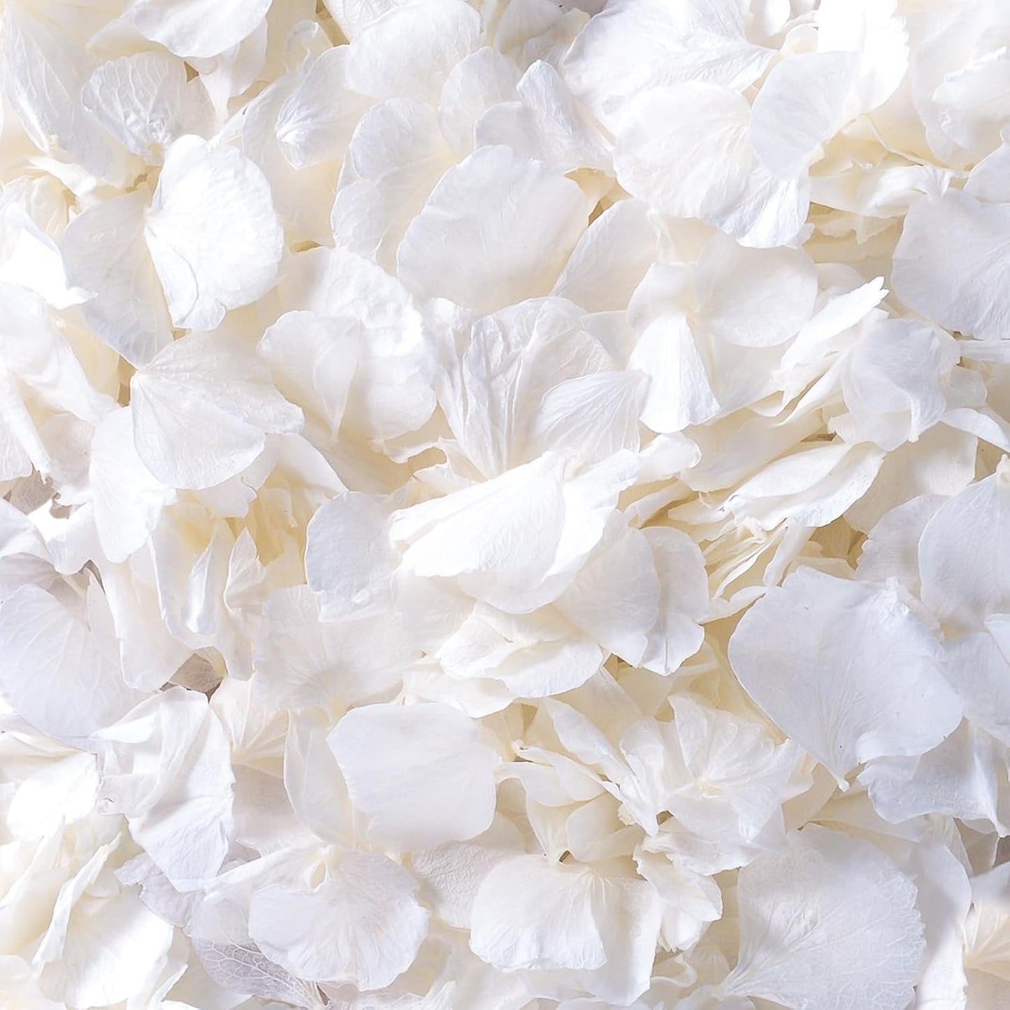 4500Pcs Ivory White Dried Hydrangea Flower Petals - 100% Natural Real Off-White Flower Petals for Wedding Confetti, Flower Girl Basket, Shower Party, DIY Crafts (3.17oz)