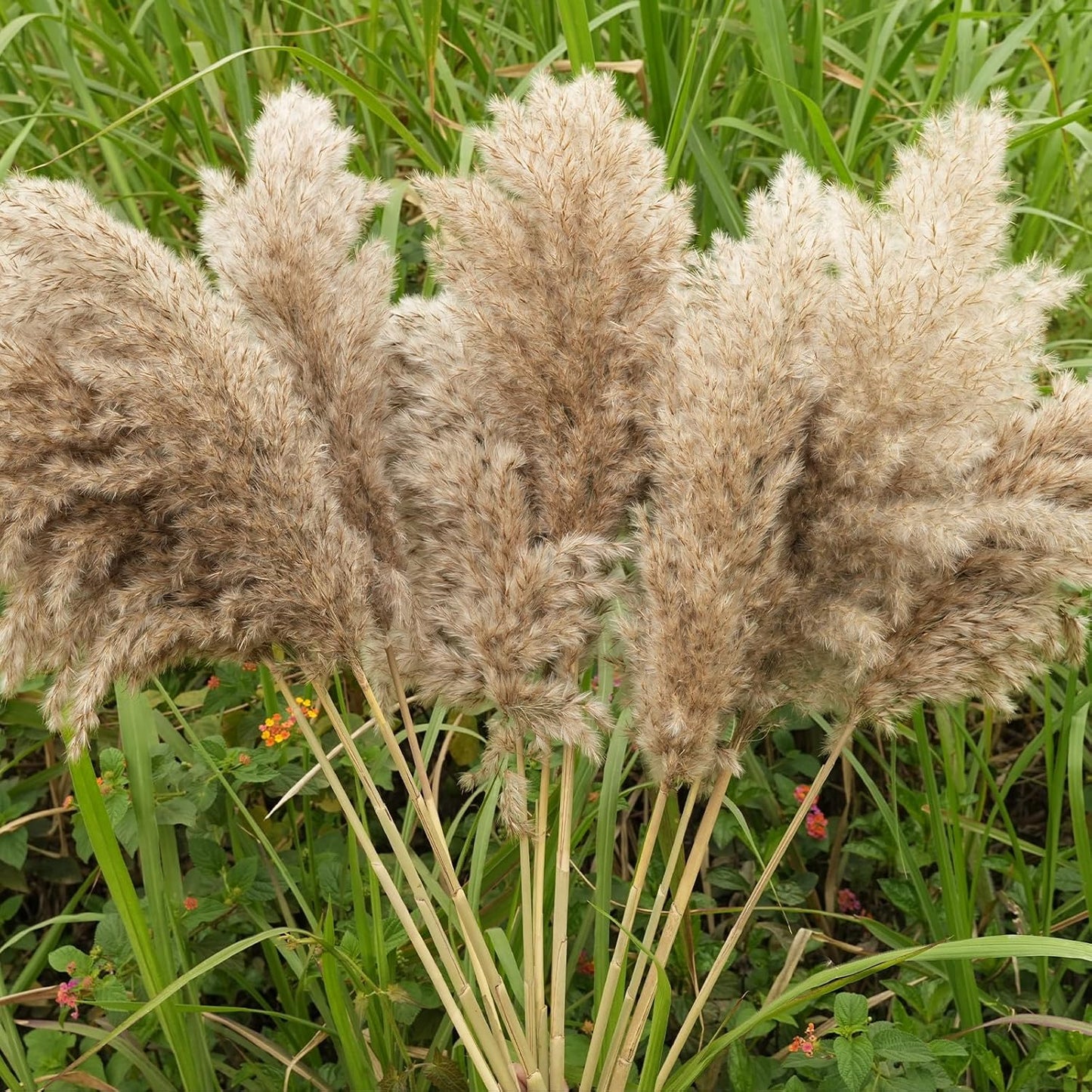 30-inch Tall Nature Pampas Grass Bouquet Decor - Boho Flowers and Feathers for Centerpieces, Perfect for Tall Floor Vase Fillers, Home Decor, Living Room, and Wedding Decor (20Pcs)