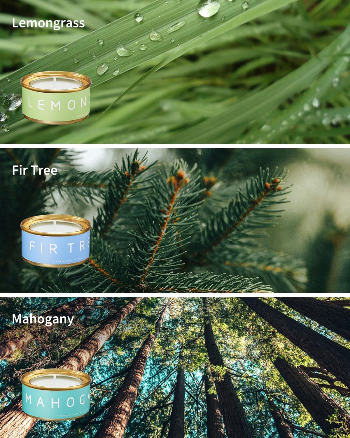 VTS Fall Candles Set, 6 Pack Aromatherapy Candles (Apple Cinnamon, Fir Tree, Mahogany, Ebony Wood, Lemongrass, Amber), Candle Gifts for Men Women for Christmas Birthday