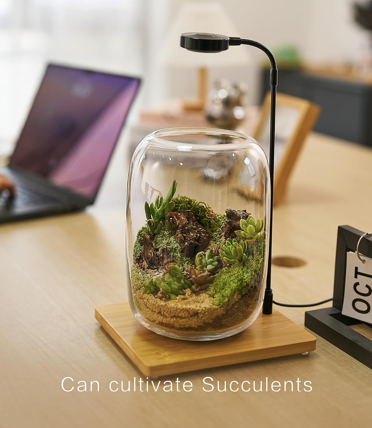 Terrarium Kit with Grow Light, Succulent Plants, Mini Gardening Set - Includes Jar, Tools, Moss, Rocks, Driftwood & Decor