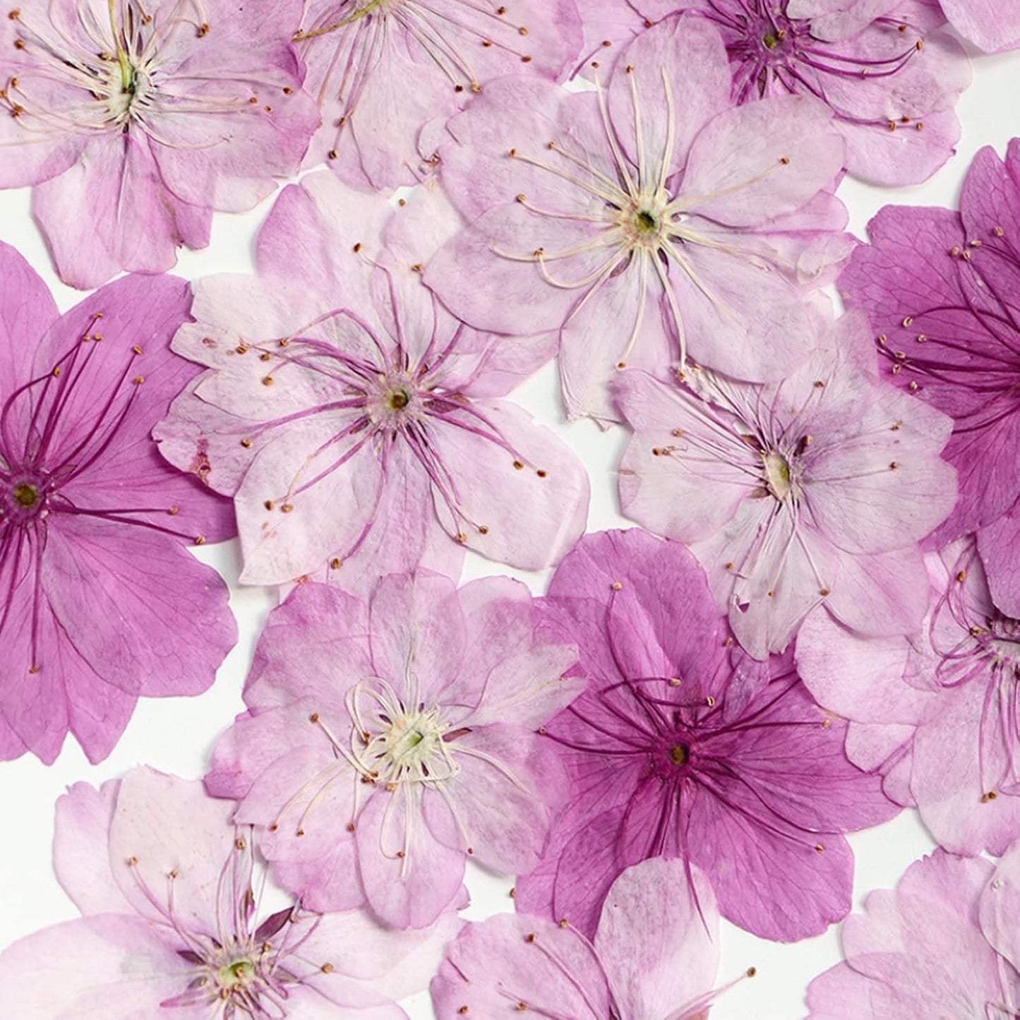 48 Pcs Dried Pressed Flowers for Resin DIY Art Crafts Natural Dry Sakura Larkspur Floral Epoxy Jewelry Real Flower Decor Cakes Phone Cases Candles Handmade Soap